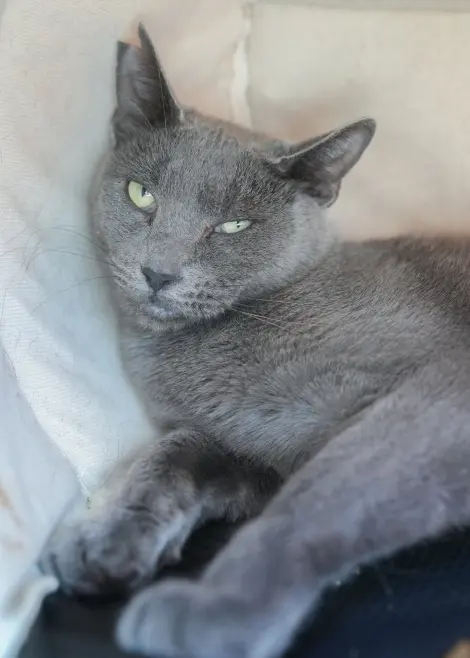 Photo of Macaroon