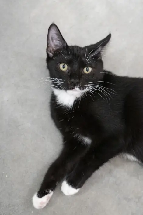 Photo of Marshmallow