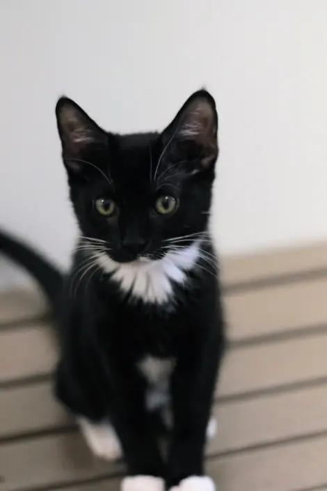 Photo of Marshmallow