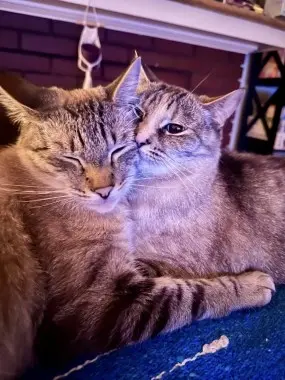 Photo of Meeko(M) & Opal(F)