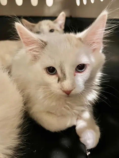 Photo of Milk Shake