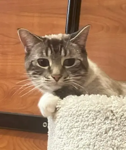 Photo of Miso