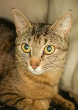 Photo of Miss Lavender