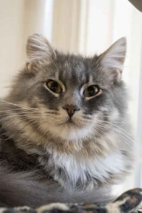Photo of Morris