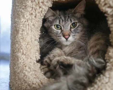 Photo of Niko