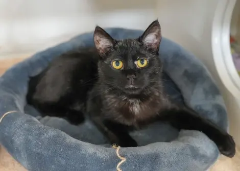 Photo of Nubbs