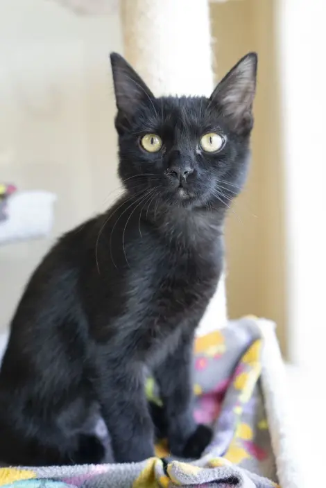 Photo of Nyla