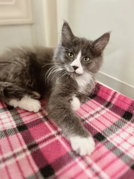 Photo of Oliver