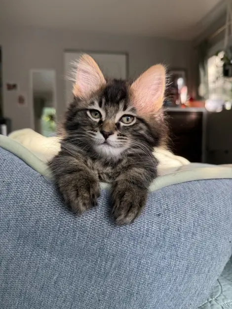 Photo of Orion