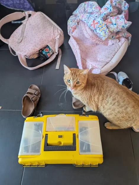 Photo of Tiger Finn and Ginger Cat