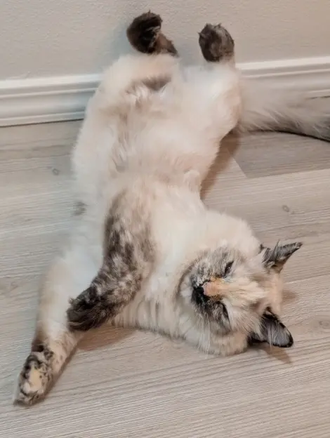 Photo of QT