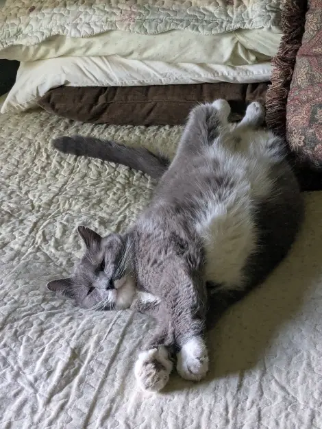Photo of Louie