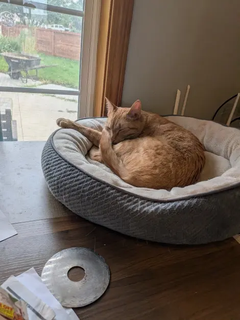 Photo of Gingersnap 