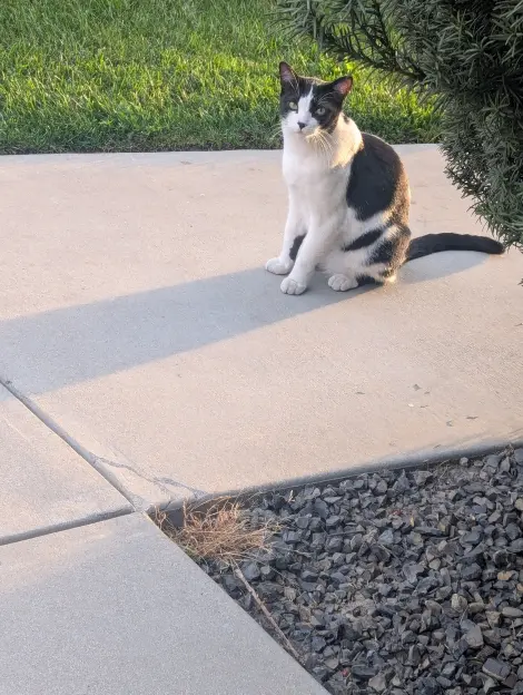 Photo of Black and white cat with a black nose 
