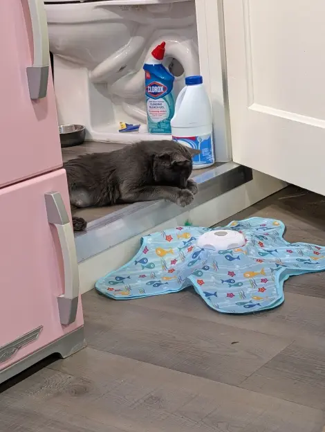 Photo of Shadow