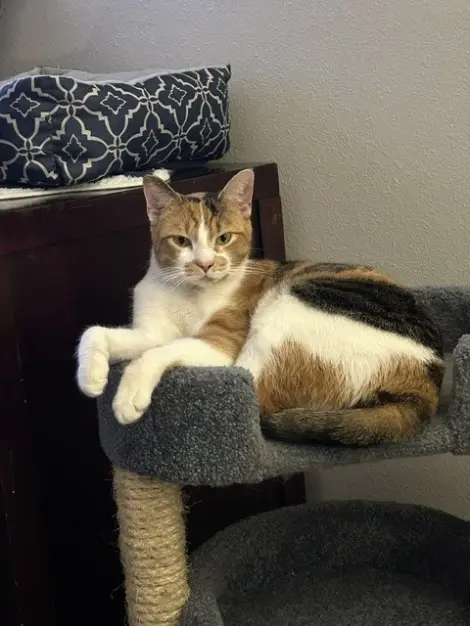 Photo of Paisley