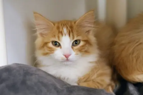Photo of Peaches