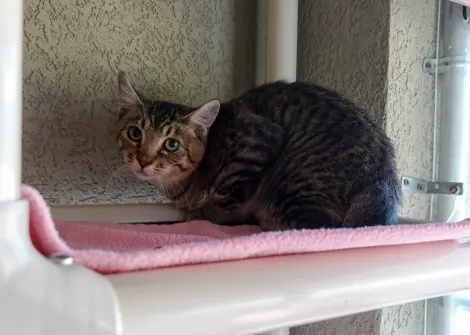 Photo of Peanut