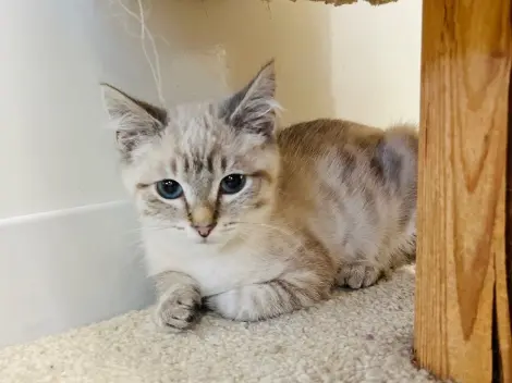 Photo of Pebble