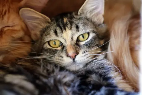 Photo of Pennie