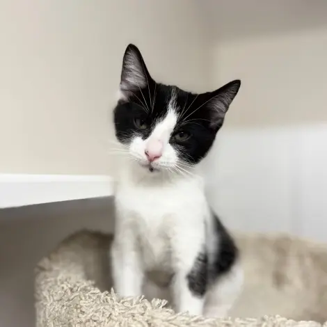 Photo of Pepper
