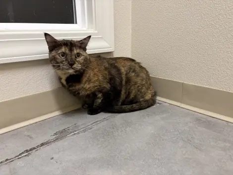 Photo of Petunia