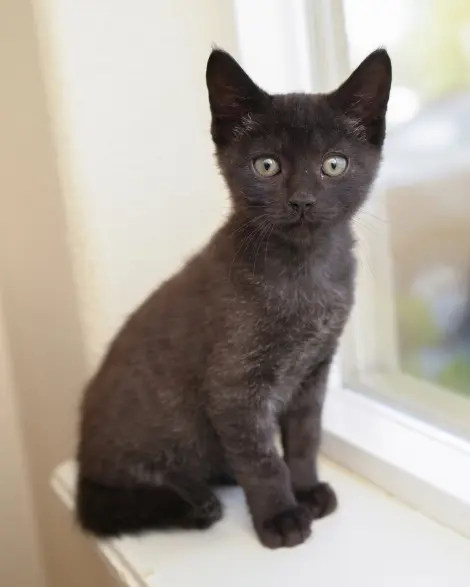 Photo of Pippin