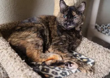 Photo of Priscilla