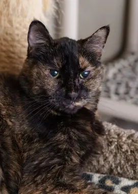 Photo of Priscilla