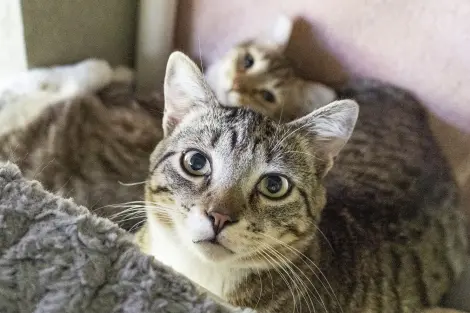 Photo of QT