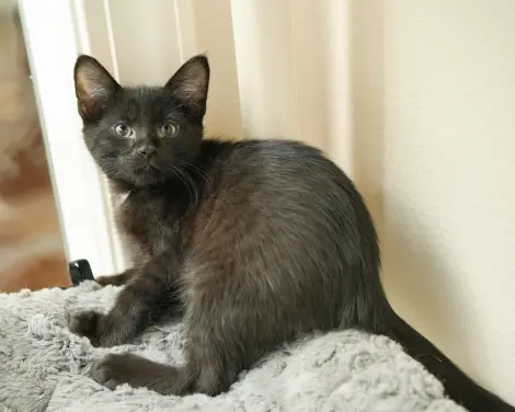 Photo of Raisin