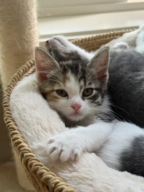 Photo of Ramona