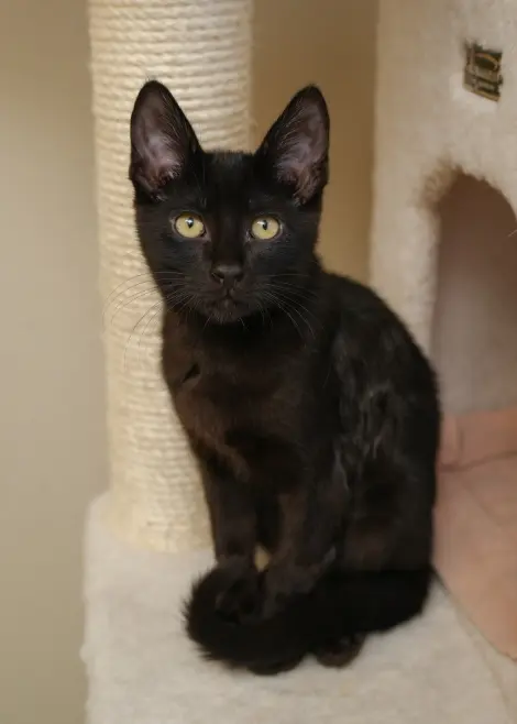 Photo of Rocco