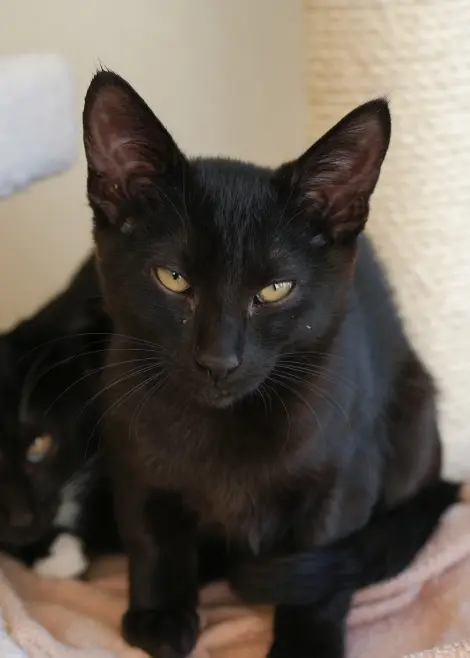 Photo of Roxi