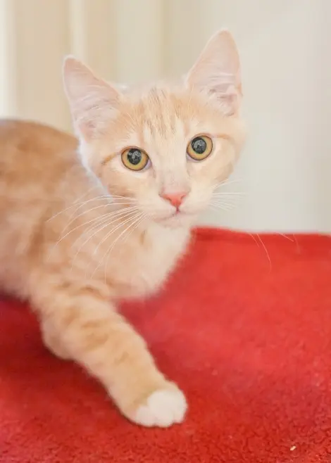 Photo of Sahara