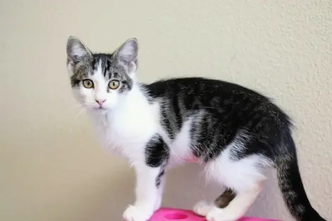 Photo of Sassy