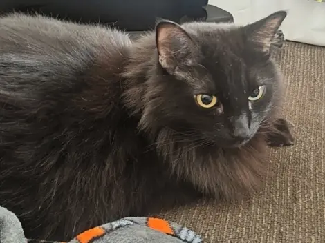 Photo of Johnny cat 