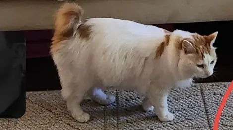 Photo of Azumie