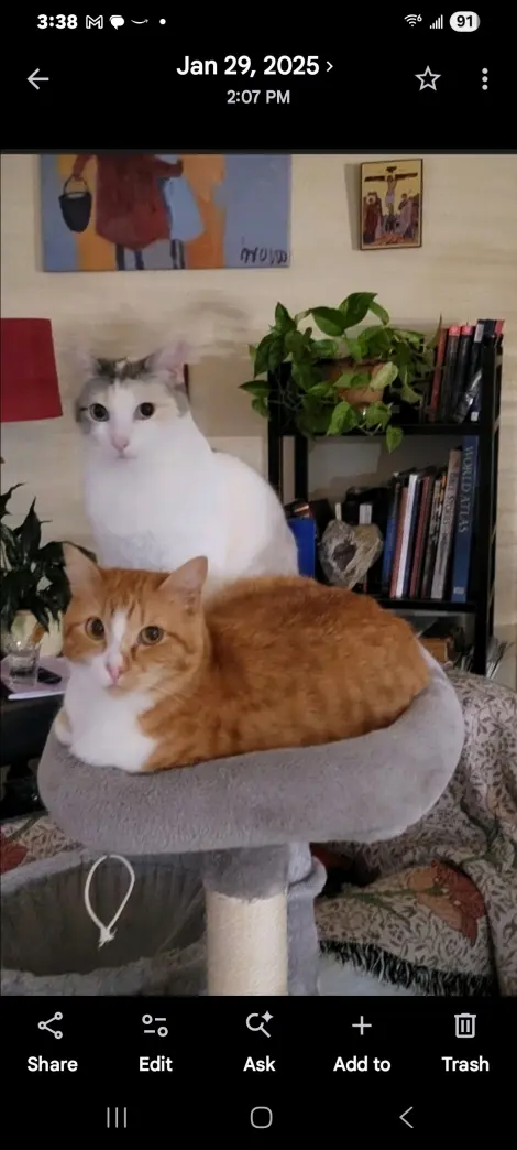 Photo of Marigold and Misty 