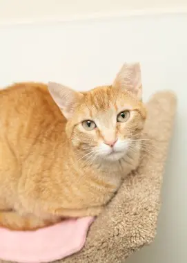 Photo of Stella