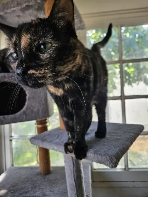 Photo of Stella
