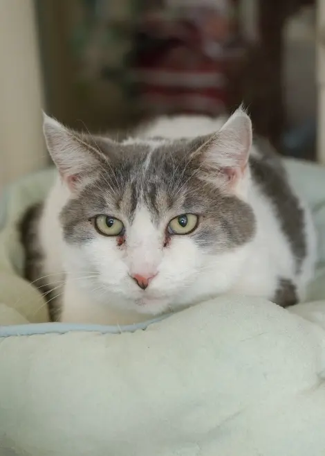 Photo of Sweetie
