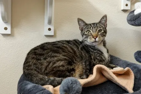 Photo of Tabby