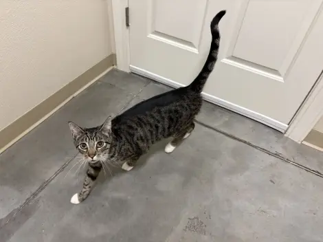 Photo of Tabby