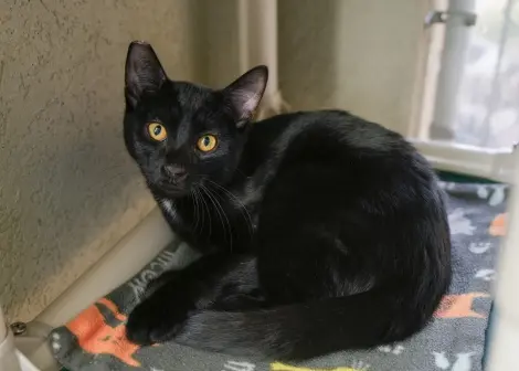 Photo of Talon