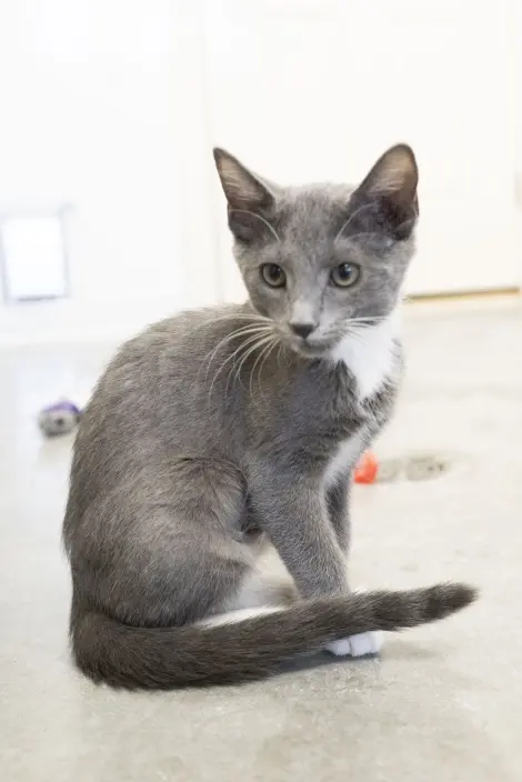 Photo of Viola