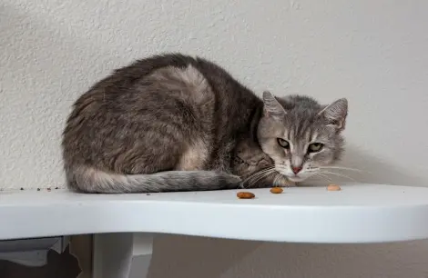 Photo of Whimsey Lou