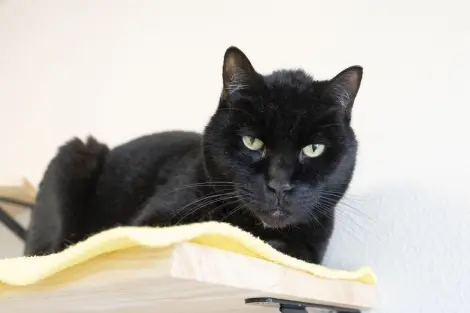 Photo of Zorro