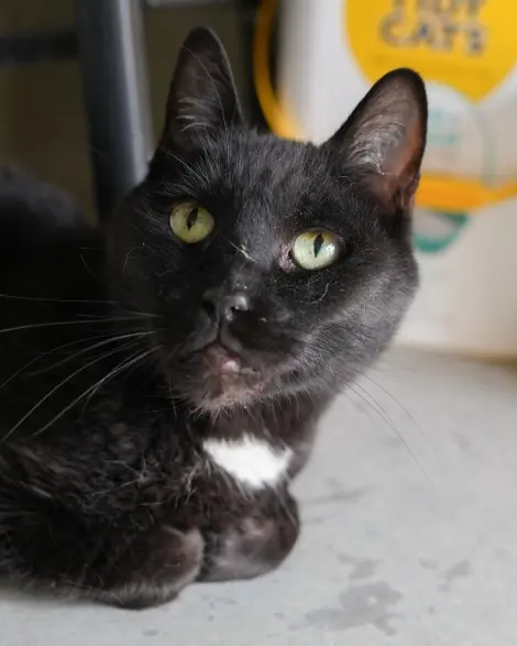 Photo of Zorro