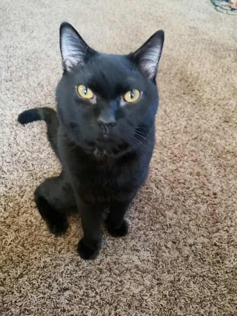 Photo of Salem 